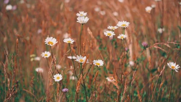 锦州留学中介权威解读：日本九州大学硕士申请